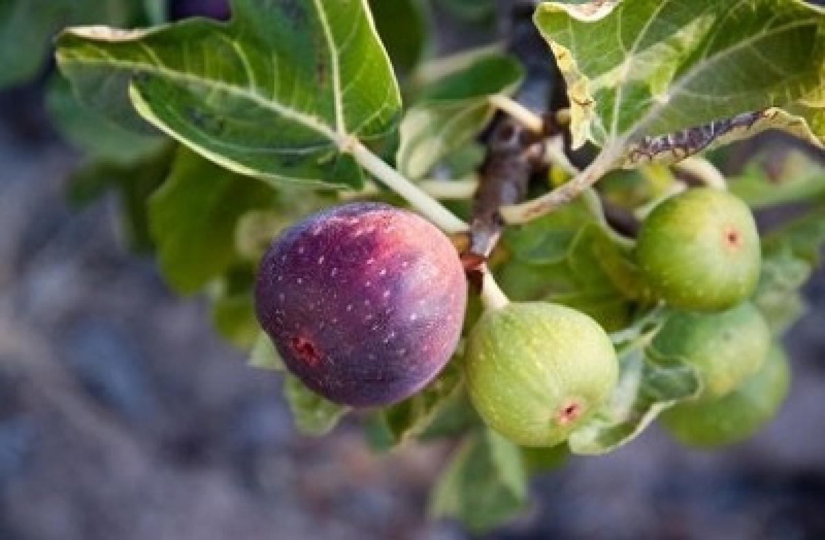 Useful over dependency - the management message of Fig tree